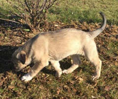 purebred irish wolfhound puppies for sale - 7