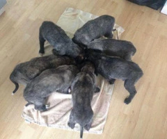purebred irish wolfhound puppies for sale - 9
