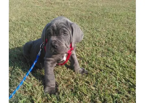 neapolitan mastiff puppies for sale in pa