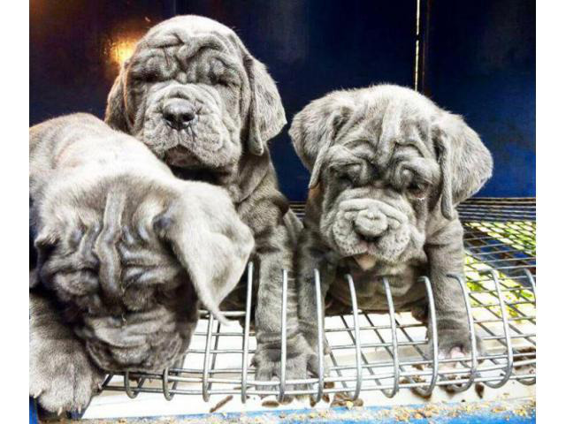 neapolitan mastiff puppies for sale in pa in Duquesne