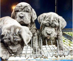 neapolitan mastiff puppies for sale in pa