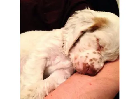 cumberland spaniel puppies