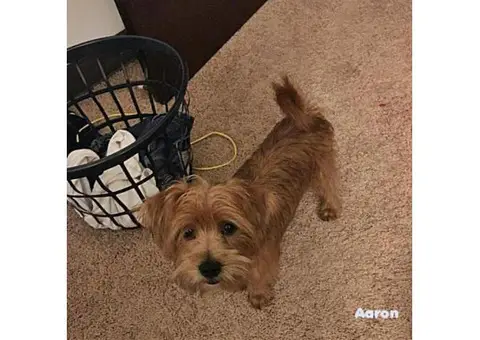 lhasa apso puppies for sale in ohio