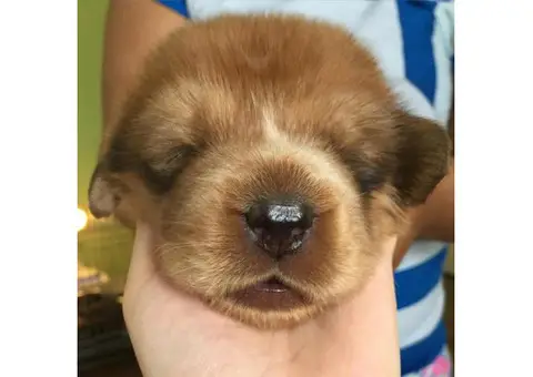 red tibetan mastiff puppies for sale