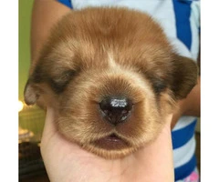 red tibetan mastiff puppies for sale