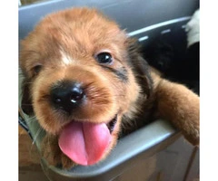 red tibetan mastiff puppies for sale