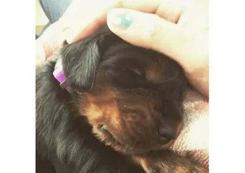 gordon setter puppies for sale