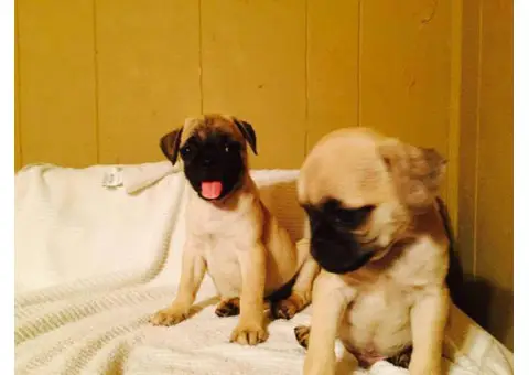 pug puppies for sale in maryland