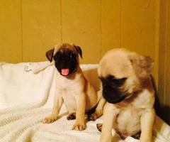 pug puppies for sale in maryland