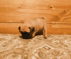 pug puppies for sale in maryland - 2