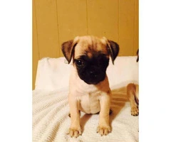 pug puppies for sale in maryland - 3