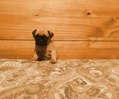 pug puppies for sale in maryland - 4