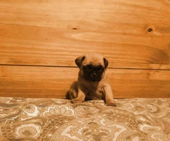 pug puppies for sale in maryland - 6