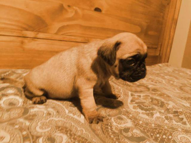 pug puppies for sale in maryland Crisfield - Puppies for Sale Near Me