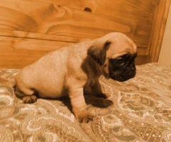 pug puppies for sale in maryland - 7