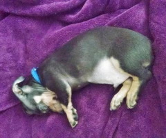 chiweenie puppies for sale in nc - 1