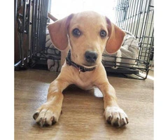 chiweenie puppies for sale in nc - 4