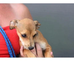 chiweenie puppies for sale in nc - 5