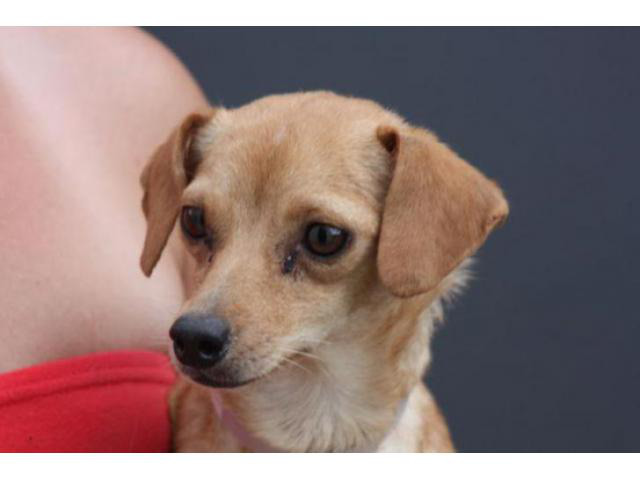 chiweenie puppies for sale in nc in Cary, North Carolina