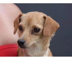 chiweenie puppies for sale in nc - 7