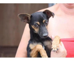 chiweenie puppies for sale in nc - 8