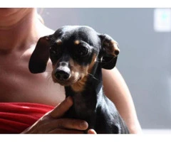 chiweenie puppies for sale in nc - 9