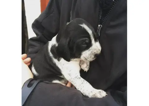 foxhound puppies for sale