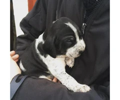 foxhound puppies for sale