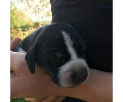 foxhound puppies for sale - 2
