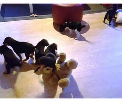 foxhound puppies for sale - 3