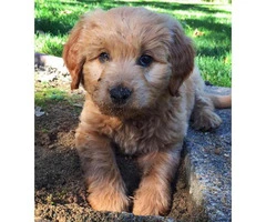 mini goldendoodle puppies for sale - 2