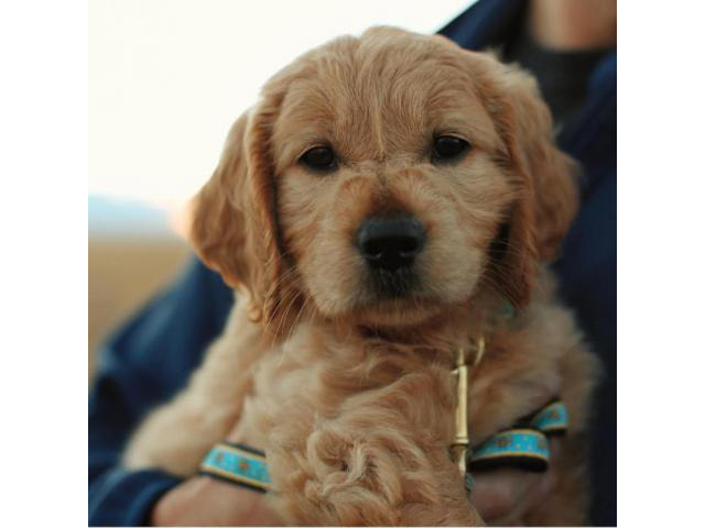 mini goldendoodle puppies for sale in Arch Cape, Oregon ...