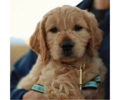 mini goldendoodle puppies for sale - 3
