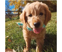 mini goldendoodle puppies for sale - 4