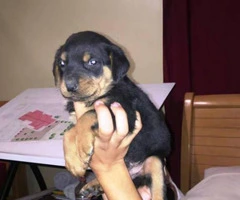 rottweiler puppies for sale in michigan - 1