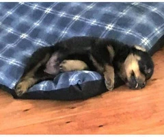 rottweiler puppies for sale in michigan - 2