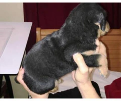 rottweiler puppies for sale in michigan - 3
