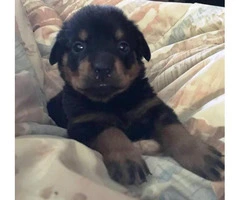 rottweiler puppies for sale in michigan - 4