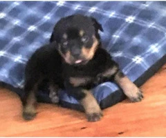 rottweiler puppies for sale in michigan - 5