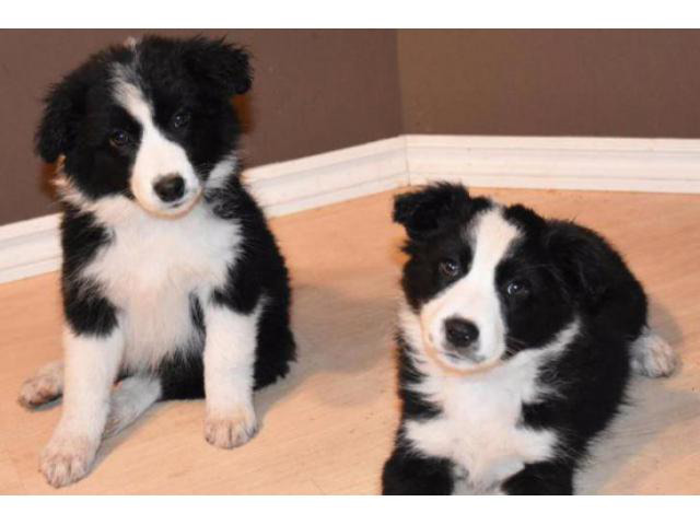 Border Collie Aussie Mix Puppy For Sale