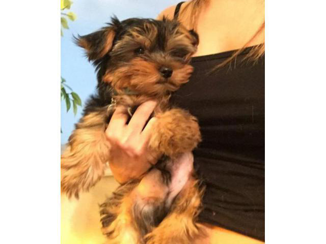 teacup yorkie puppies for sale in Beatrice, Nebraska - Puppies for Sale