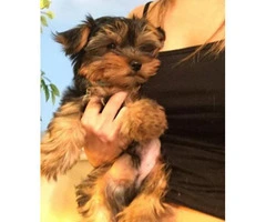 teacup yorkie puppies for sale - 1