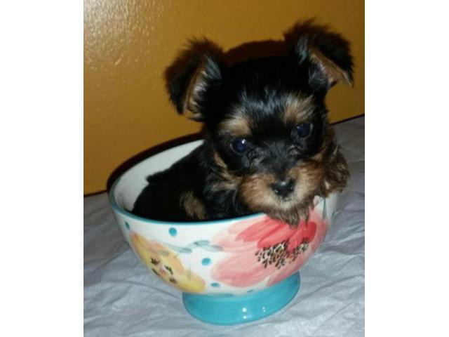 teacup yorkie puppies for sale in Beatrice, Nebraska ...