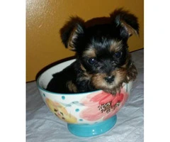 teacup yorkie puppies for sale - 2