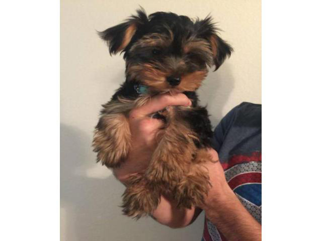 teacup yorkie puppies for sale in Beatrice, Nebraska ...