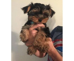 teacup yorkie puppies for sale - 3