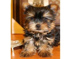 teacup yorkie puppies for sale - 4