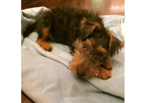 welsh terrier puppy for sale