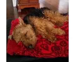 welsh terrier puppy for sale - 3