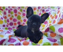8 weeks old french bulldog puppies for sale in texas - 1